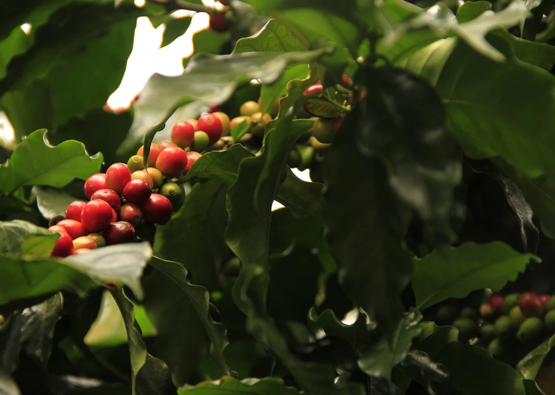 Arabica Dominican Republic Cerro Prieto Estate Washed